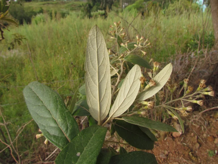 Moquiniastrum polymorphum caenotifolium (7)
