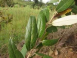Moquiniastrum polymorphum caenotifolium (5)
