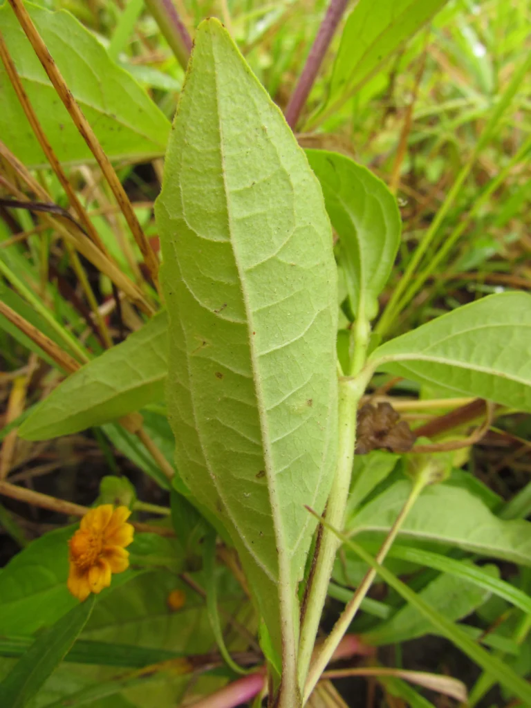 Melampodium divaricatum (11)