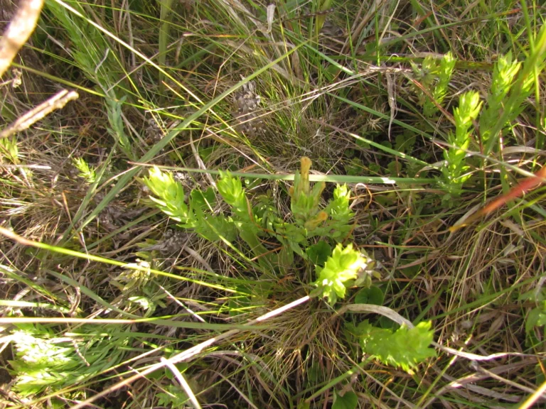 Lucilia nitens (10)