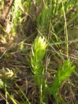 Lucilia nitens (9)