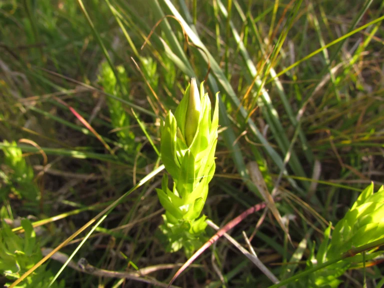 Lucilia nitens (7)