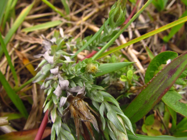 Lucilia nitens (3)