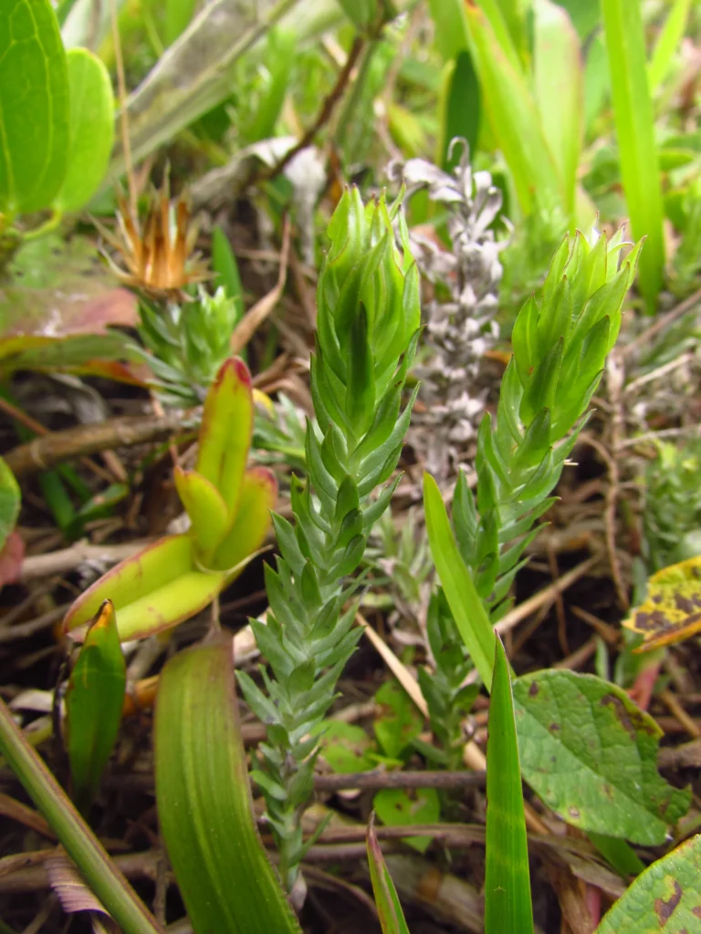 Lucilia nitens (4)