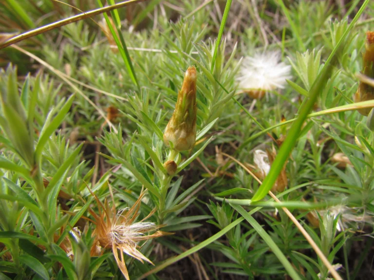 Lucilia linearifolia (27)