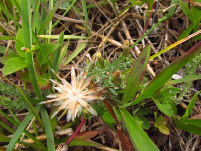 Lucilia nitens (1)