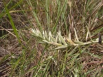 Lucilia linearifolia (24)