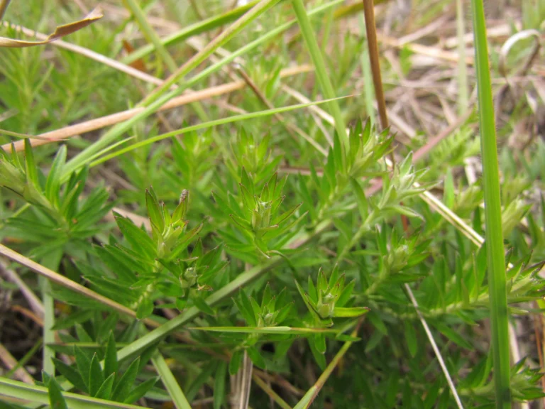 Lucilia linearifolia (22)