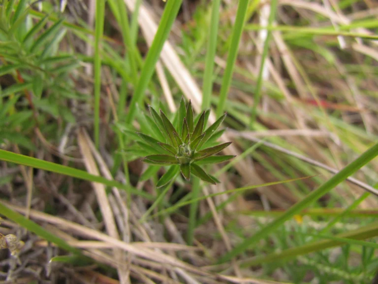 Lucilia linearifolia (20)