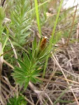 Lucilia linearifolia (17)
