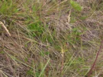 Lucilia linearifolia (14)