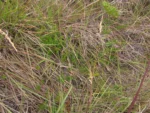 Lucilia linearifolia (15)