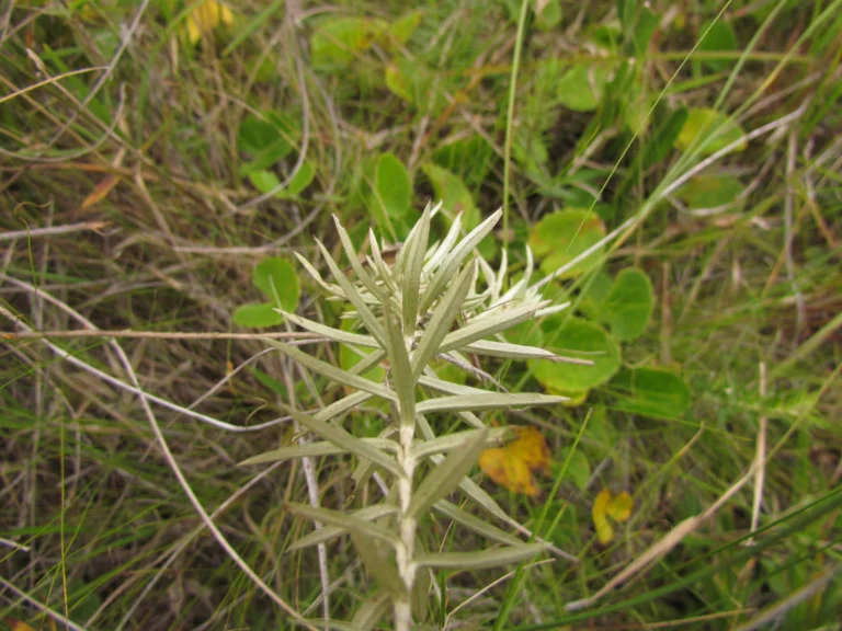 Lucilia linearifolia (13)