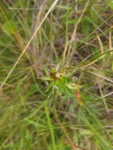 Lucilia linearifolia (11)
