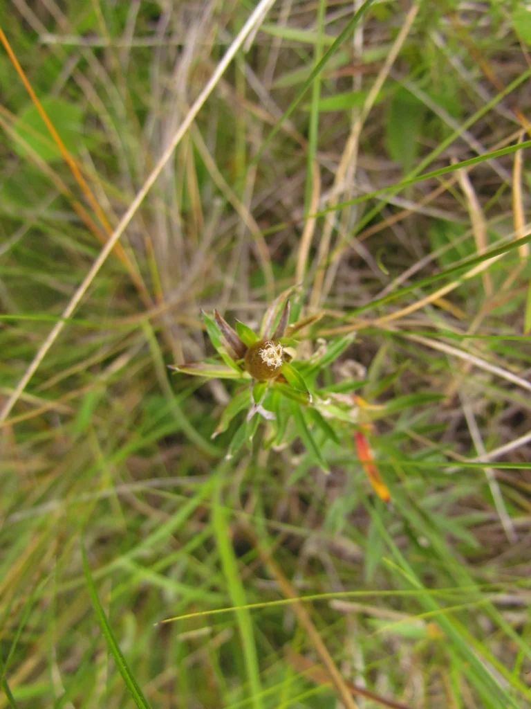 Lucilia linearifolia (11)