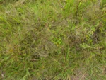 Lucilia linearifolia (7)