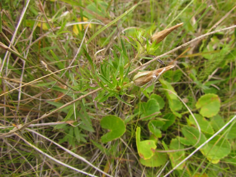 Lucilia linearifolia (8)