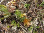 Lucilia linearifolia (5)