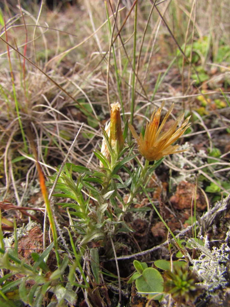 Lucilia linearifolia (6)