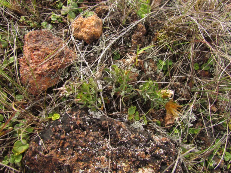 Lucilia linearifolia (4)