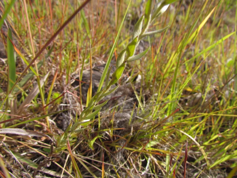 Lucilia acutifolia (7)