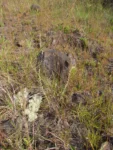 Lucilia acutifolia (2)