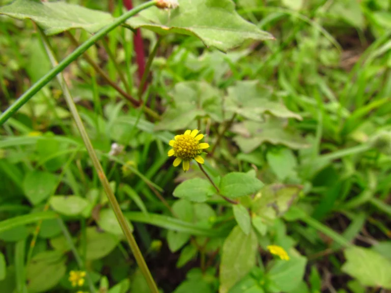 Jaegeria hirta (15)