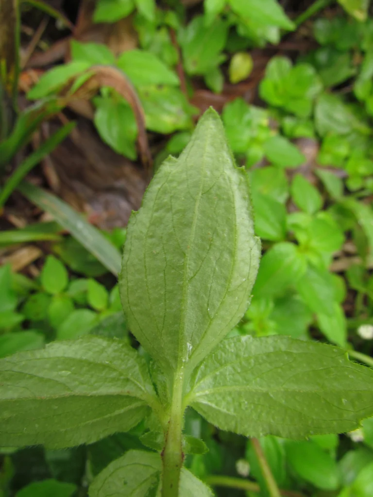 Jaegeria hirta (10)