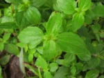 Jaegeria hirta (7)