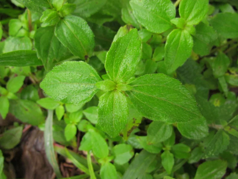 Jaegeria hirta (7)