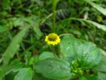 Jaegeria hirta (6)
