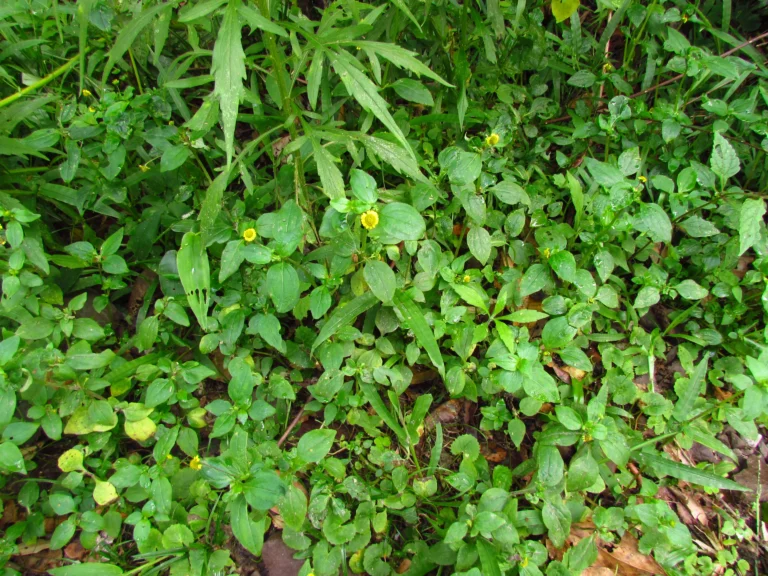 Jaegeria hirta (3)