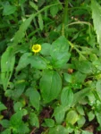 Jaegeria hirta (1)