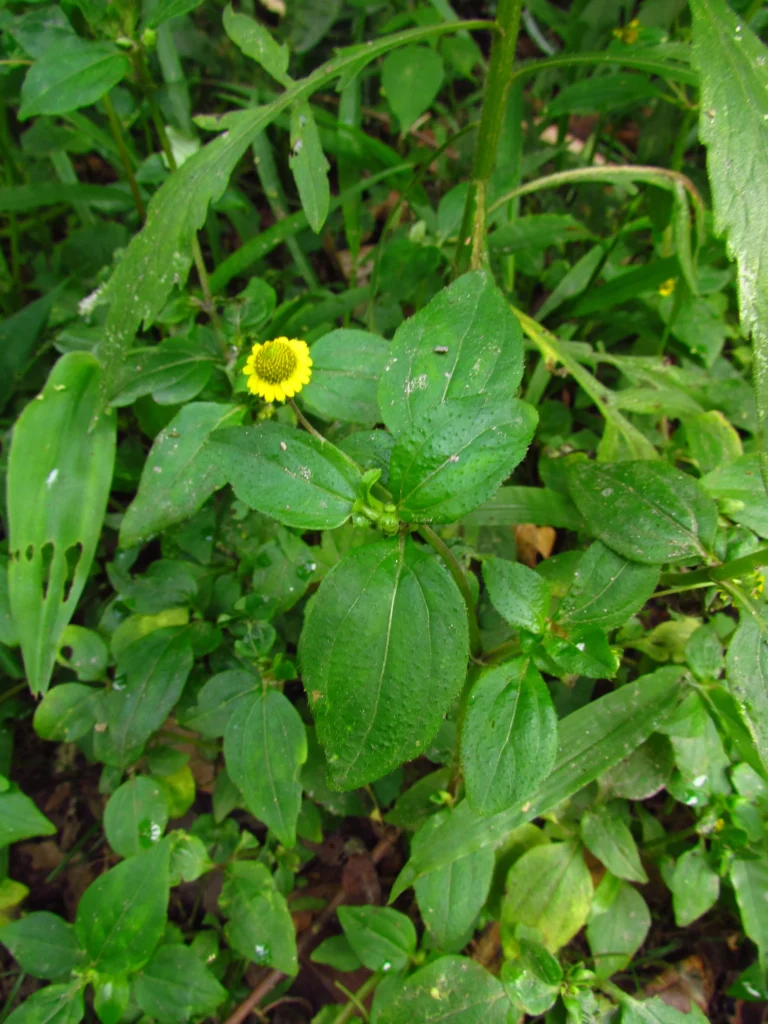 Jaegeria hirta (1)