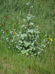 Helianthus argophyllus (10)
