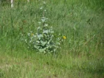 Helianthus argophyllus (8)