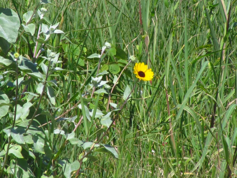 Helianthus argophyllus (9)