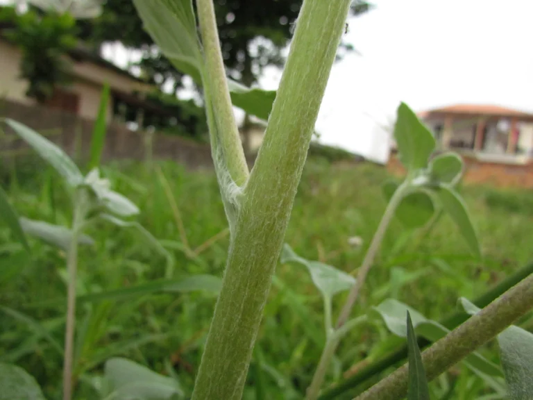 Helianthus argophyllus (6)