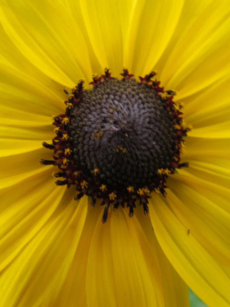 Helianthus argophyllus (7)