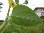 Helianthus argophyllus (5)