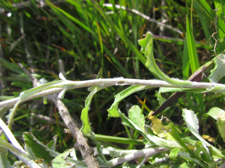 Gamochaeta rizzinii (6)