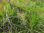 Gamochaeta rizzinii (1)