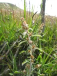 Gamochaeta rizzinii (2)
