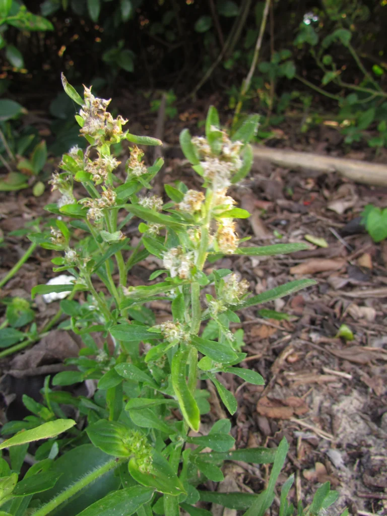 Gamochaeta pensylvanica (8)