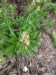 Gamochaeta pensylvanica (5)