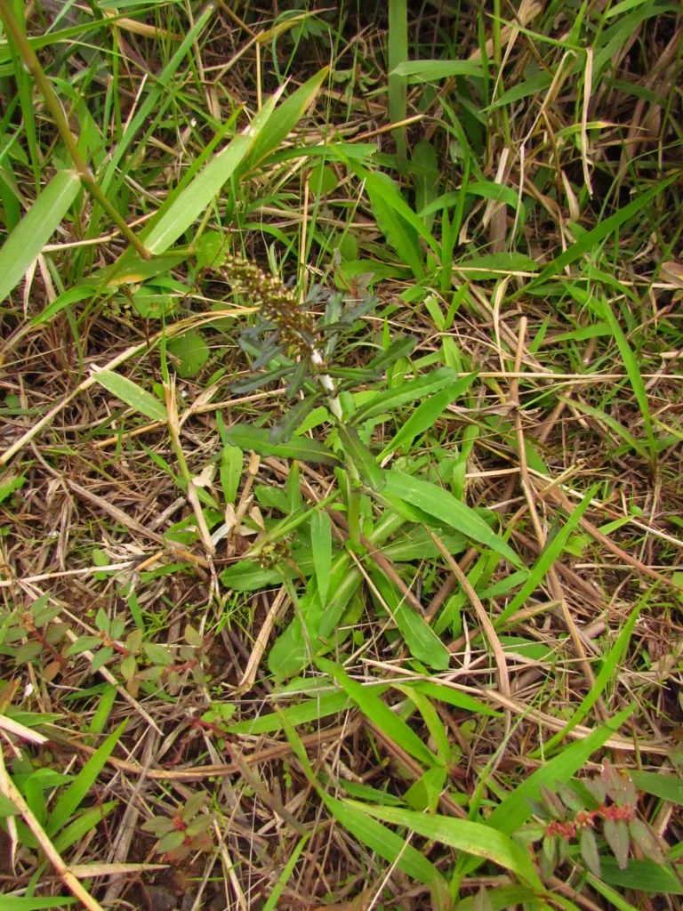 Gamochaeta coarctata (30)