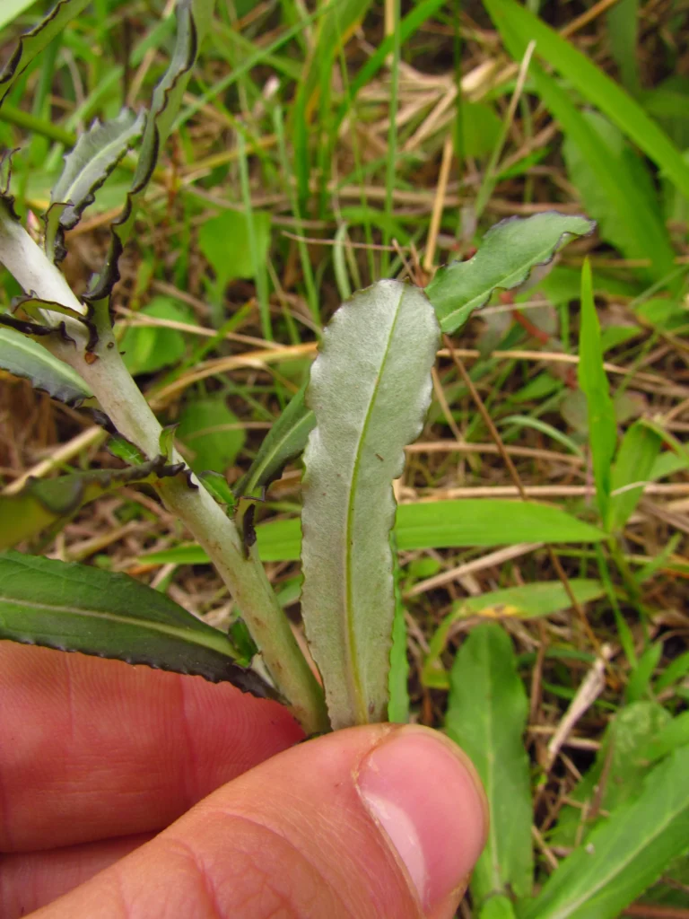 Gamochaeta coarctata (29)
