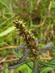 Gamochaeta coarctata (22)