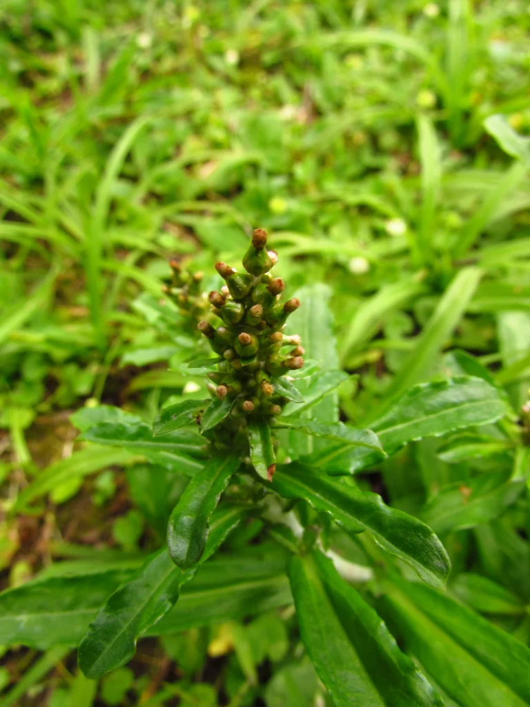 Gamochaeta coarctata (20)