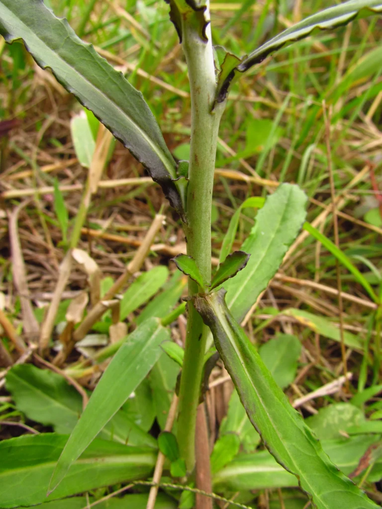 Gamochaeta coarctata (12)